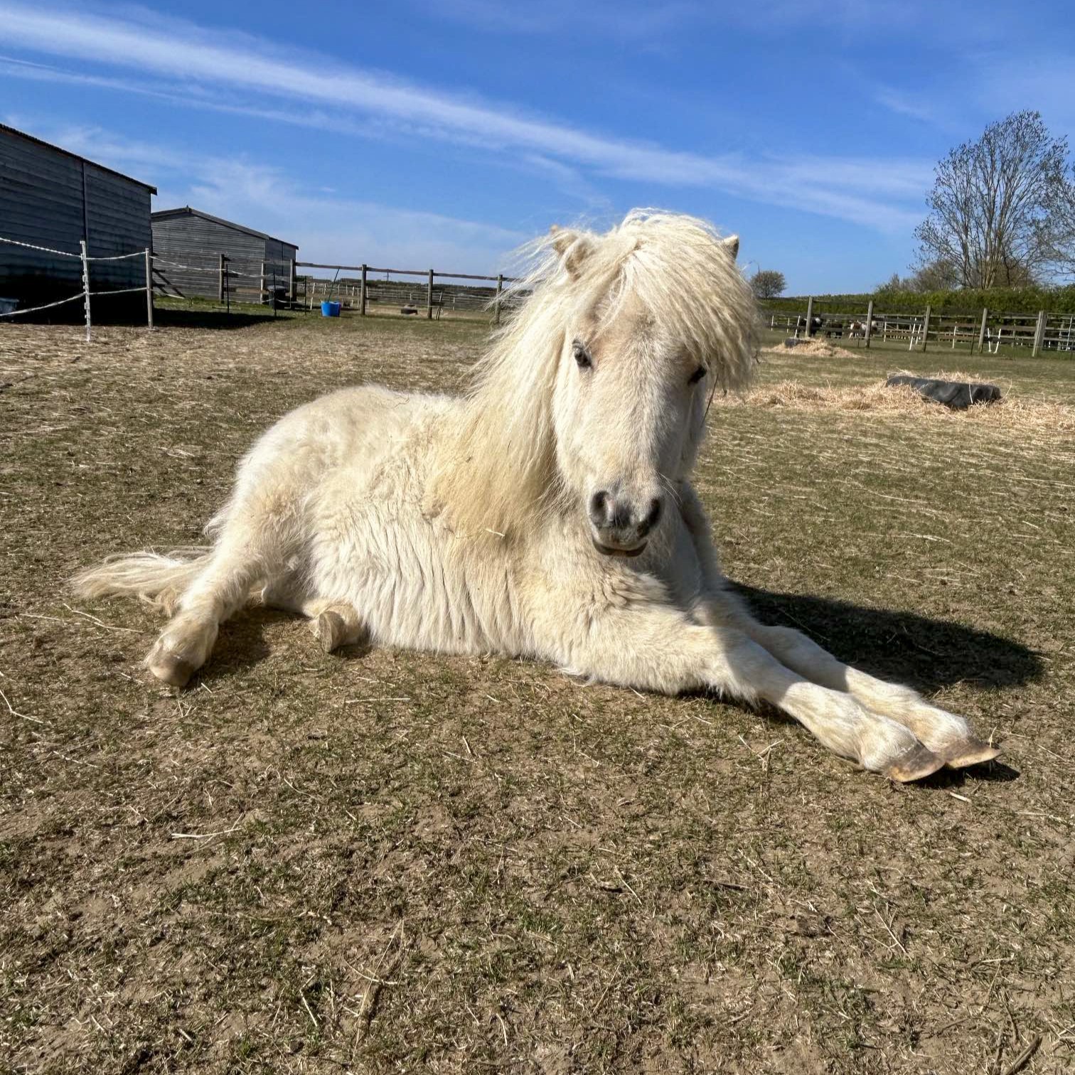 Palomino shetland pony lying down in a field