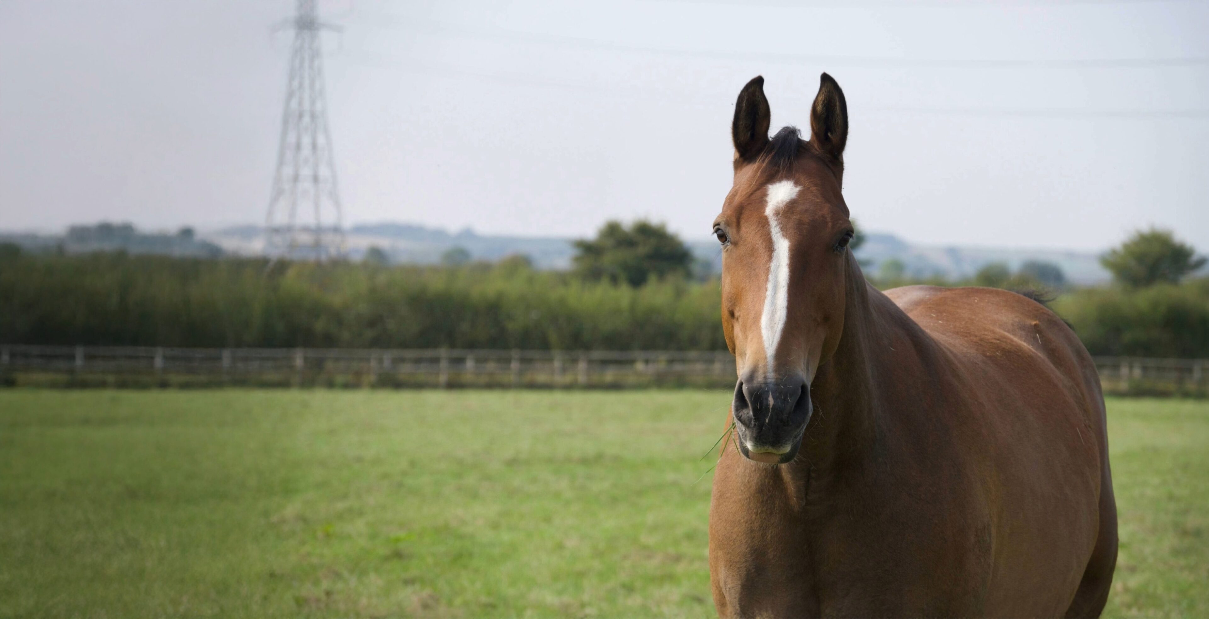 Bay thoroughbred with a white stripe on his nose stood in a field looking at the camera