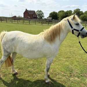 Grey welsh pony stood in a field wearing a black headcollar
