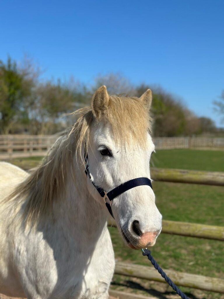 Headshot of a grey welsh pony wearing a black headcollar