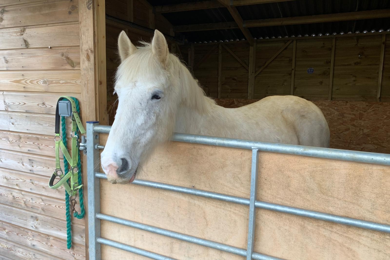 Grey pony with his head over the stable door, a green headcollar sits on a hook next to him