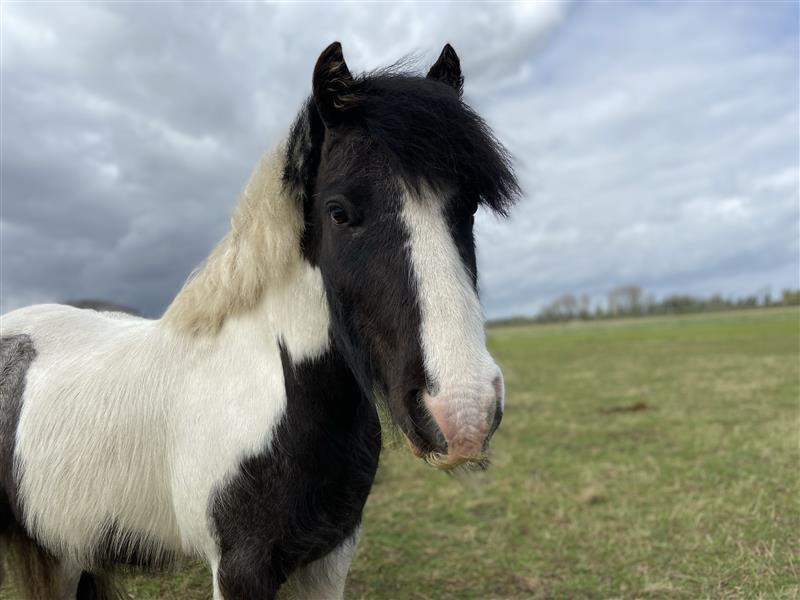 8fa277d4-ea1f-420c-9c14-5536f066aa28 Black and white cob stood in a field looking at the camera