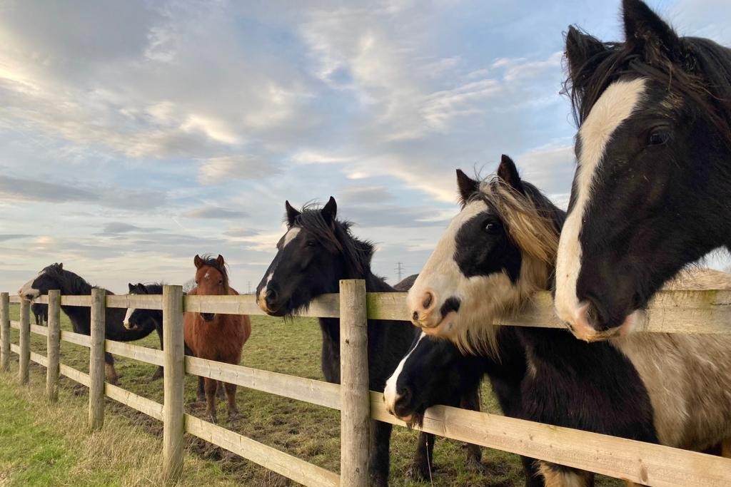 Group of horses stood with their heads over the fence