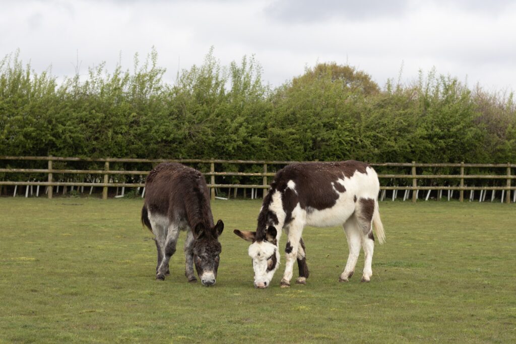 One grey donkey and one piebald donkey stood next to each other in a field grazing