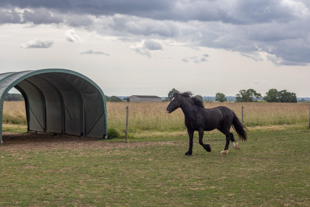 Black cob trotting along a track system in a field