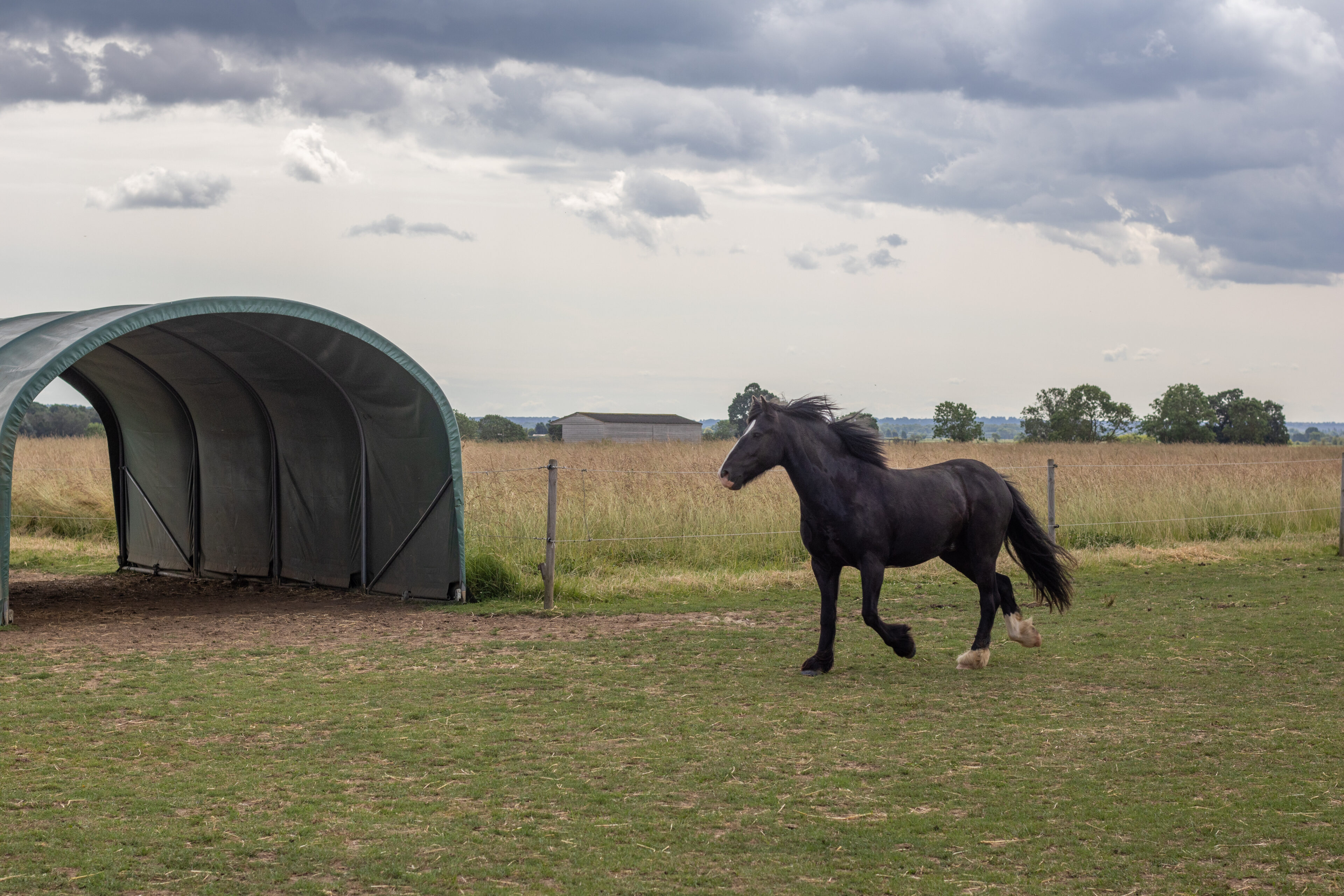Black cob trotting along a track system in a field