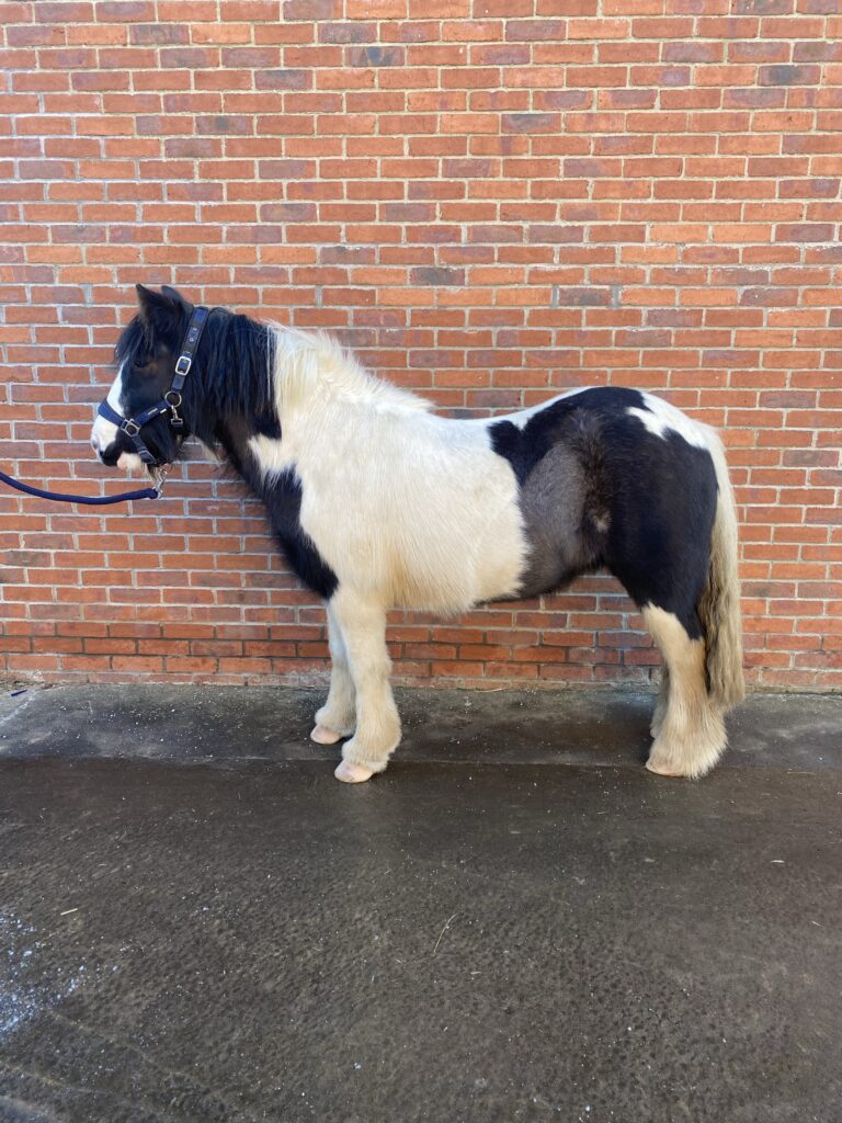 Image (2) Black and white cob stood against a brick wall wearing a navy blue headcollar
