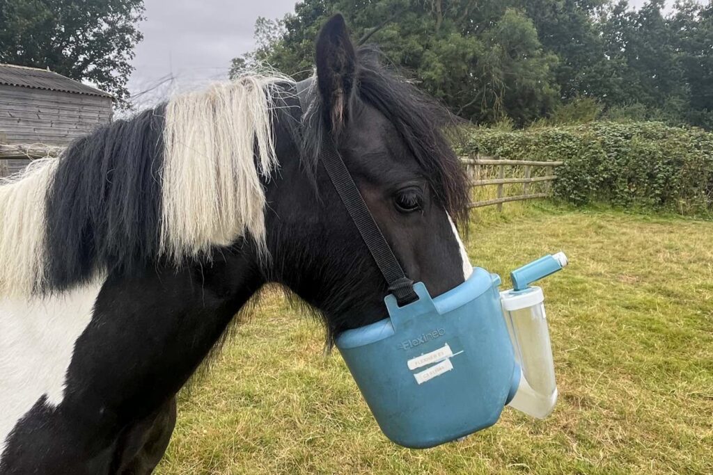 Black and white horse with an equine inhaler around his mussle