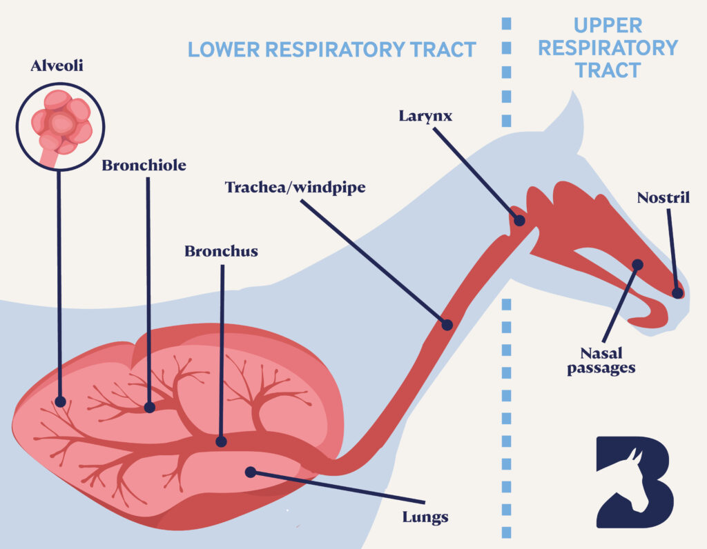 Lower respiratory tract and upper respiratory tract diagram