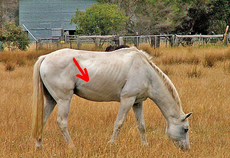 Grey horse grazing in a field of standing hay with a red arrow pointing towards their ribs