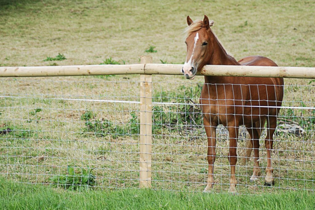 Image of horse safe netting