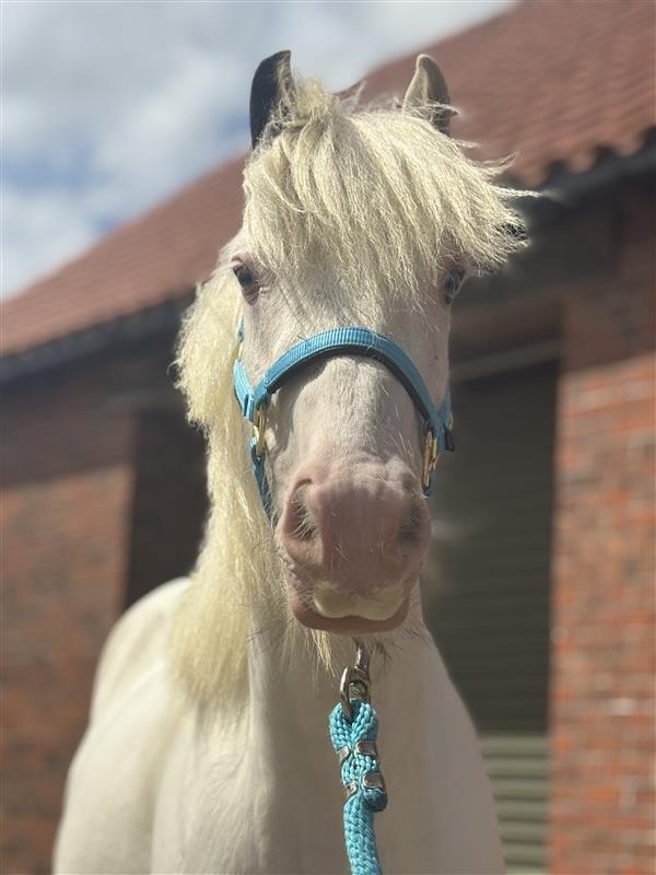 Headshot of a grey cob looking straight at the camera and wearing a light blue headcollar