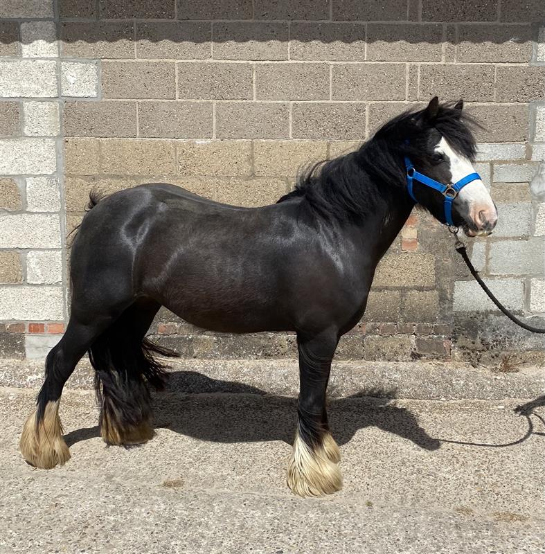 Black cob with a white nose wearing a blue headcollar