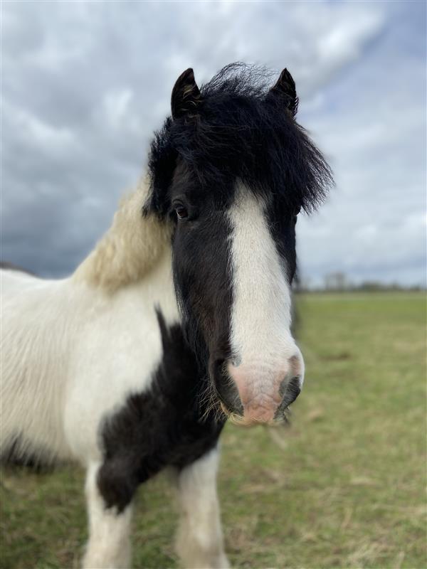 Headshot of a black and white cob stood in a field looking at the camera