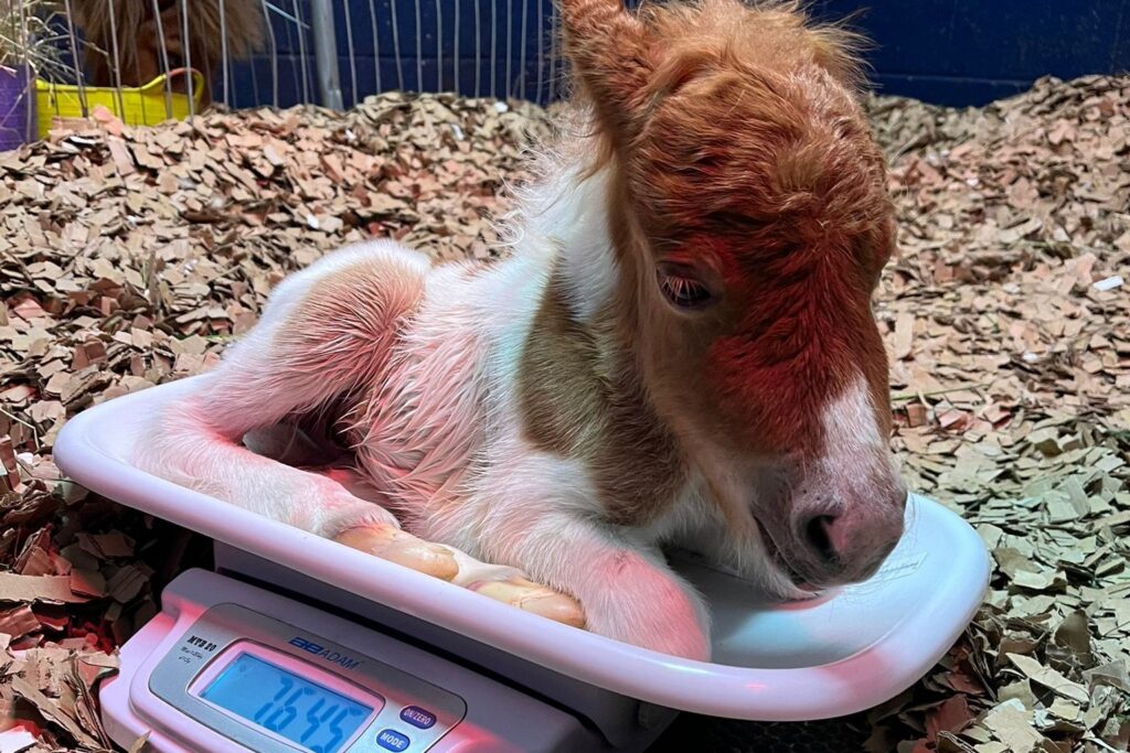 a newborn shetland pony foal lying on a weighing scales with the weight 7.645kg showing