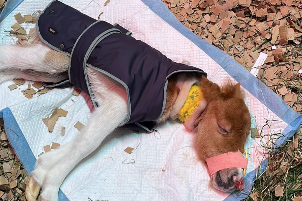 a newborn Shetland pony lying on a puppy pad wearing a tiny coat