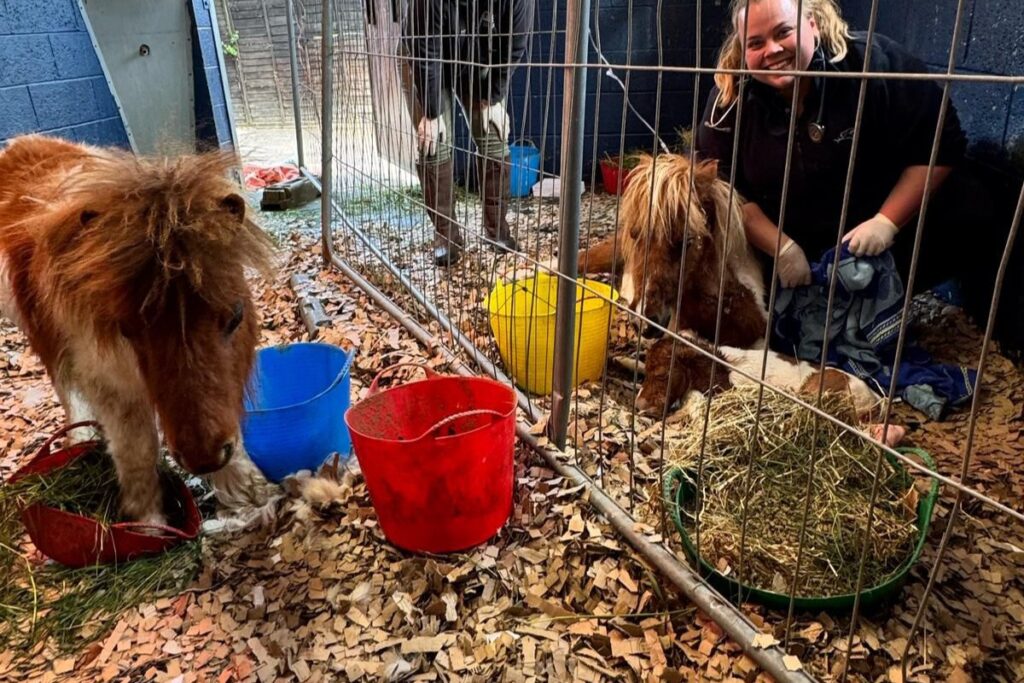 a mum with her newborn shetland pony foal lying in a stable separated from her yearling foal with a fence
