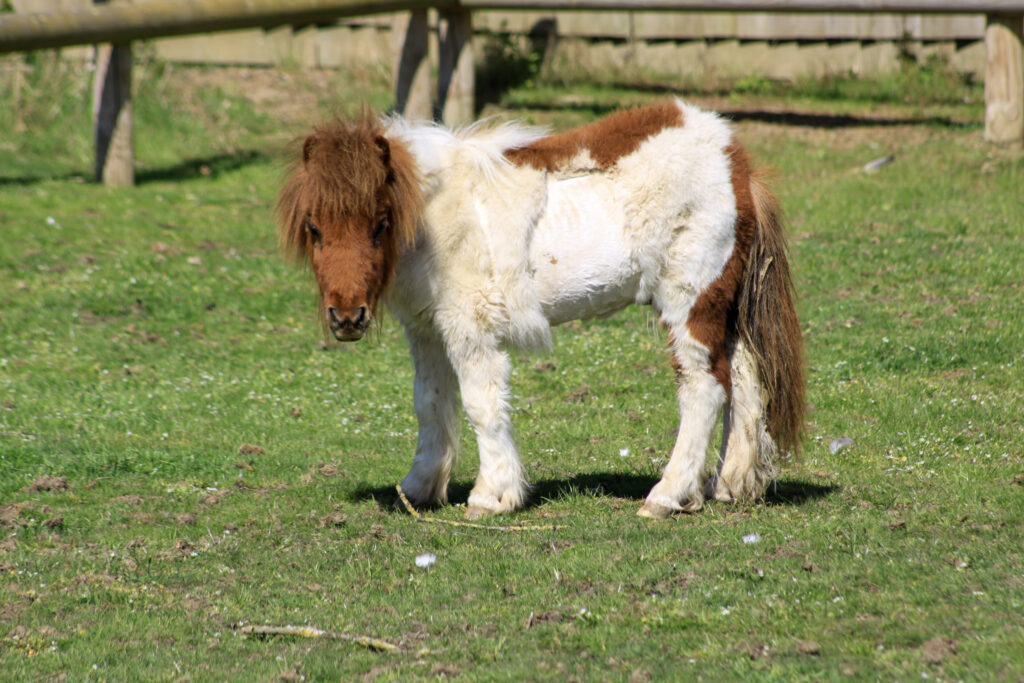 a skewbald shetland pony foal stood in a field with a clipped coat