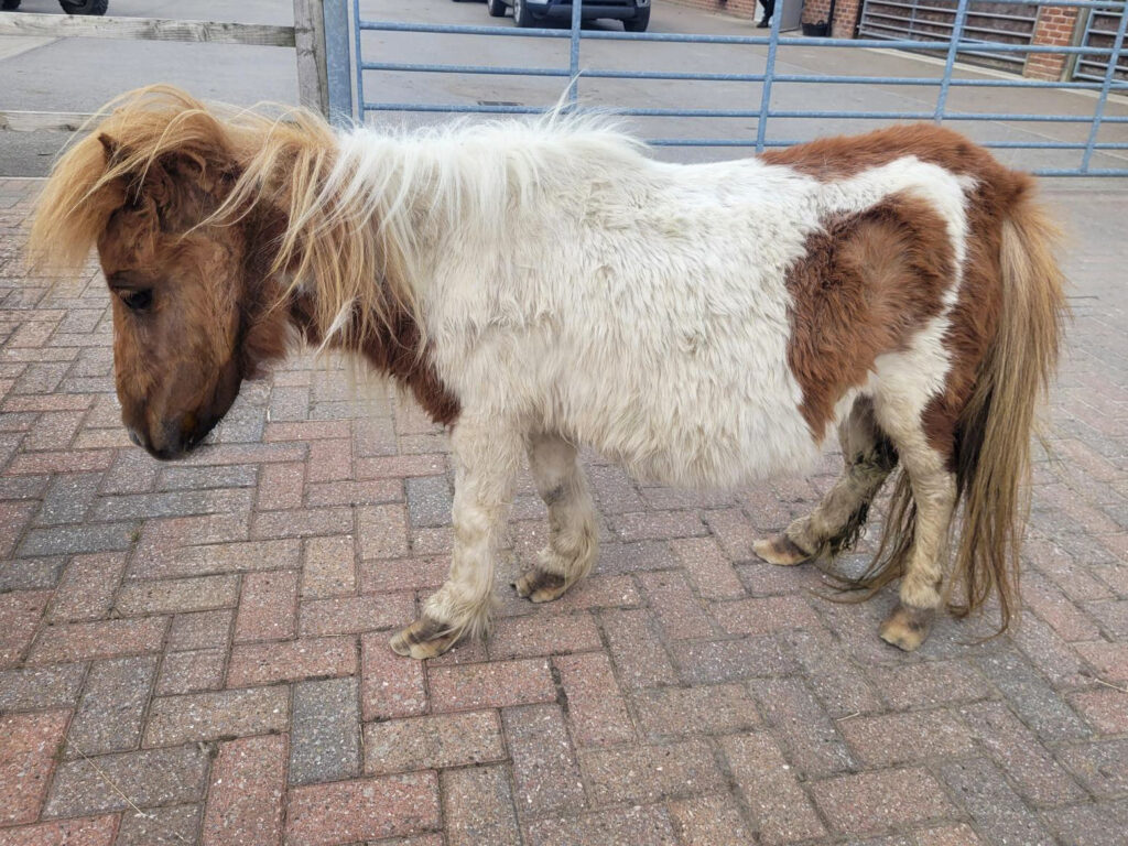 an emaciated Shetland mare with overgrown hooves