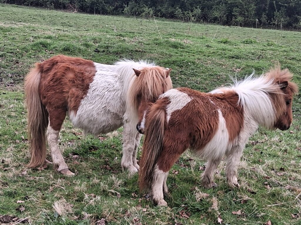 an emaciated Shetland mare with her seven-month-old foal