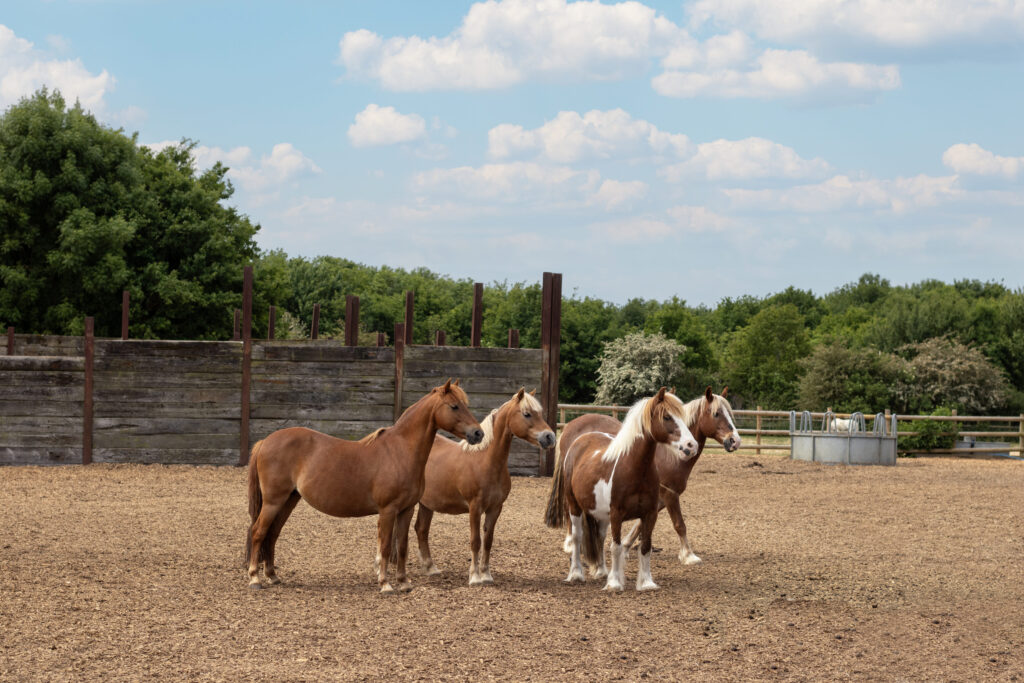 Four equines stood on a wood chip pad looking off to the right