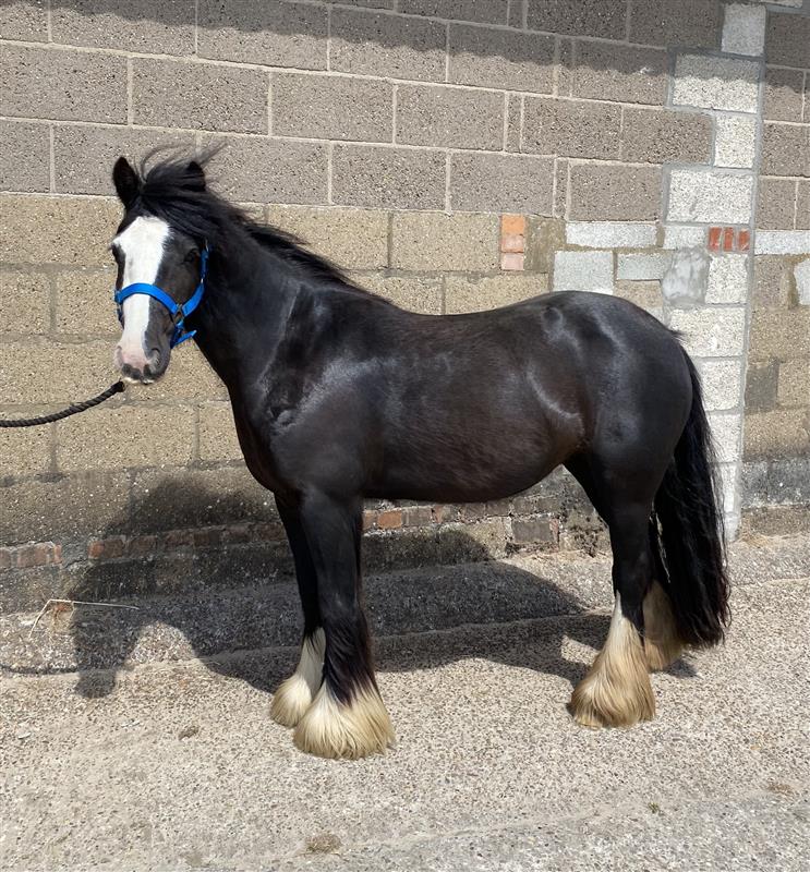 black cob with a white nose and white feet wearing a blue headcollar