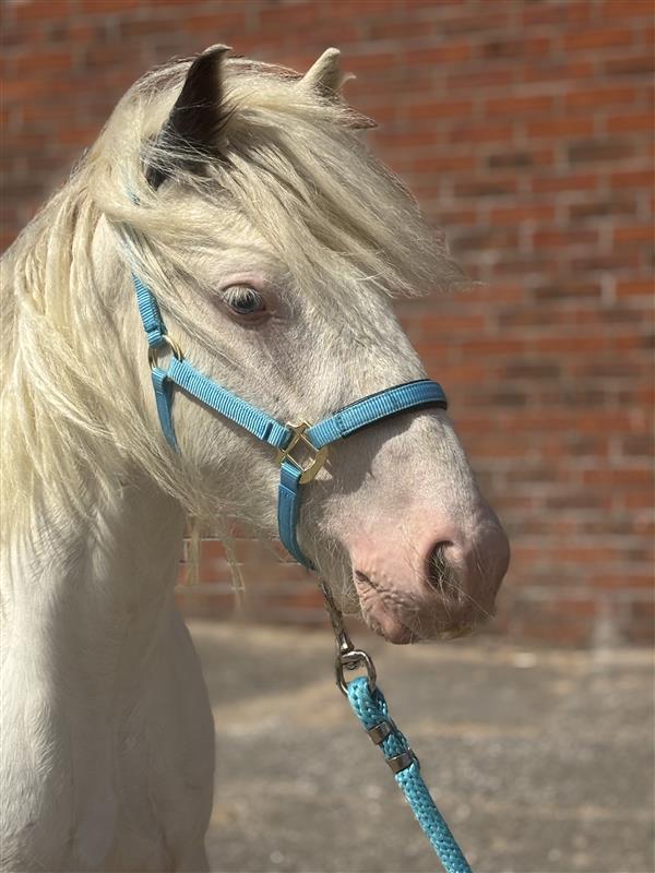 headshot of a grey cob wearing a light blue headcollar