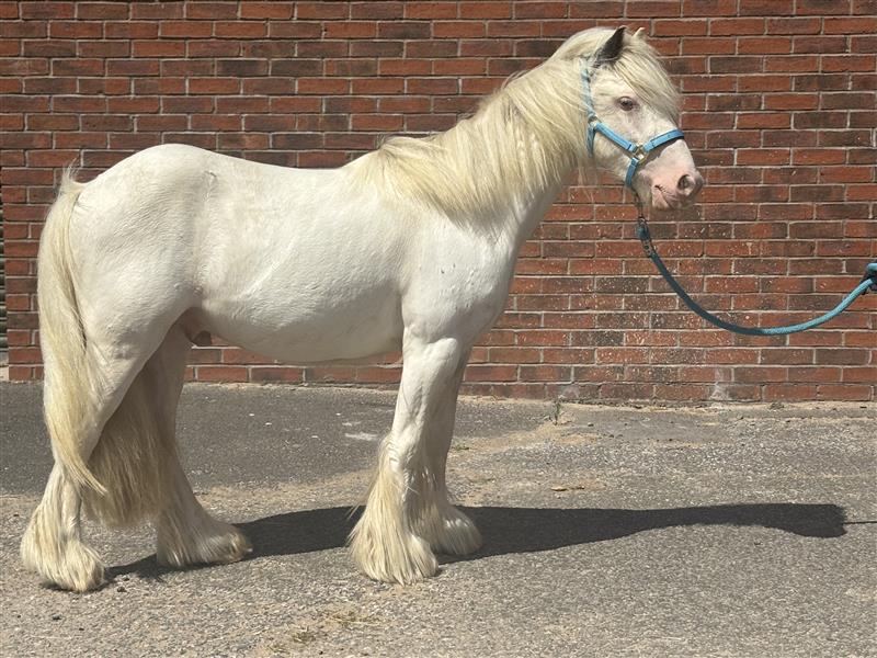Grey cob stood in front of a brick wall wearing a light blue headcollar