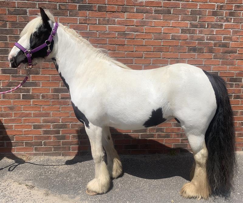 Black and white pony stood against a brick wall backdrop wearing a purple headcollar