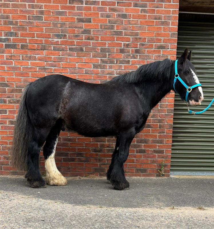 Black cob with a white stock stood wearing a blue headcollar