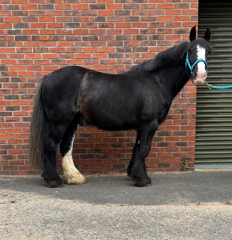 Black cob with one white sock, stood wearing a light blue headcollar