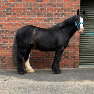 Black cob with one white sock, stood wearing a light blue headcollar
