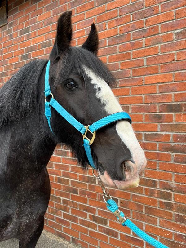 Headshot of a black cob wearing a blue headcollar