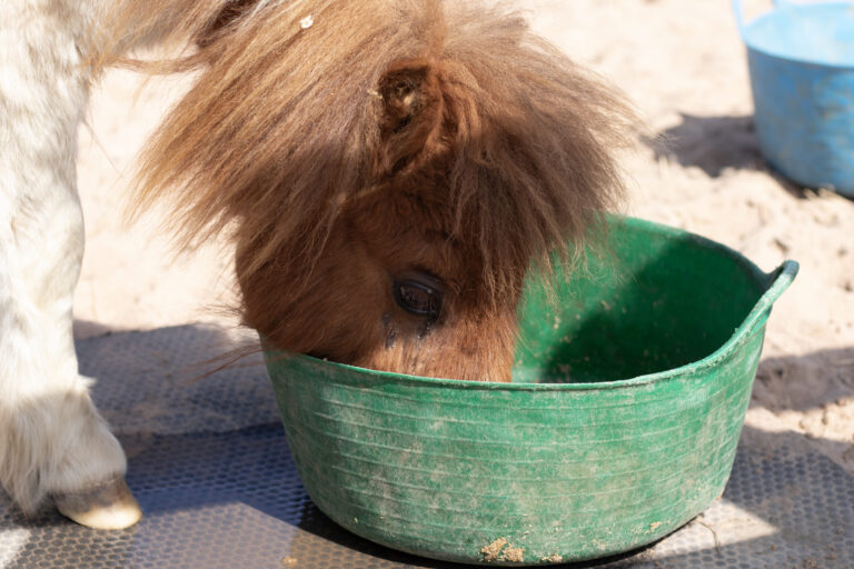 Skewbald shetland pony eating out of a green feed bucket