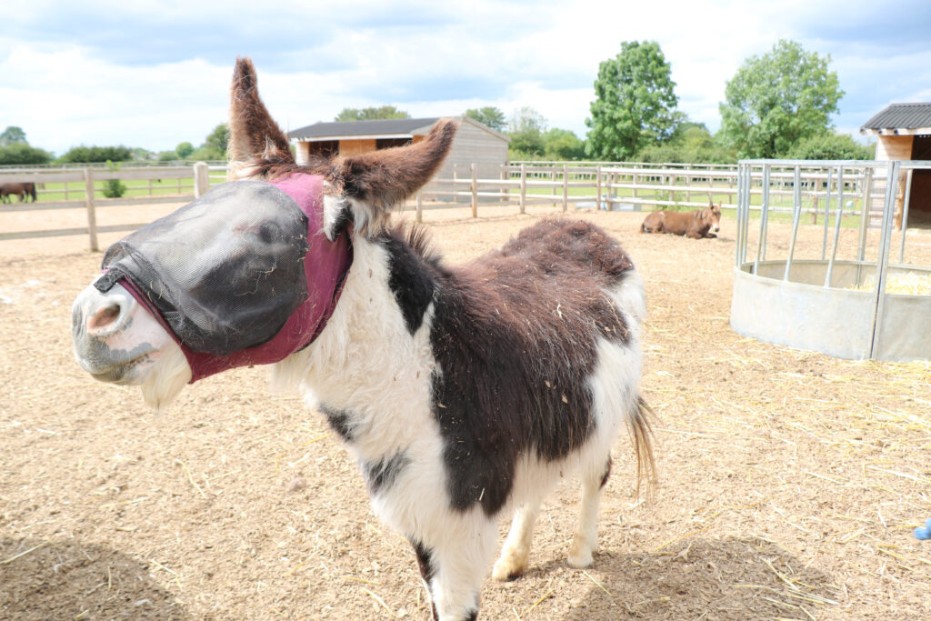 piebald donkey wearing a fly mask stood in a soft outdoor pad