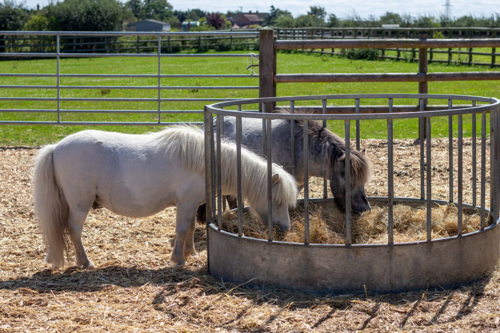 Two shetland ponies eating hay out of a round feeder