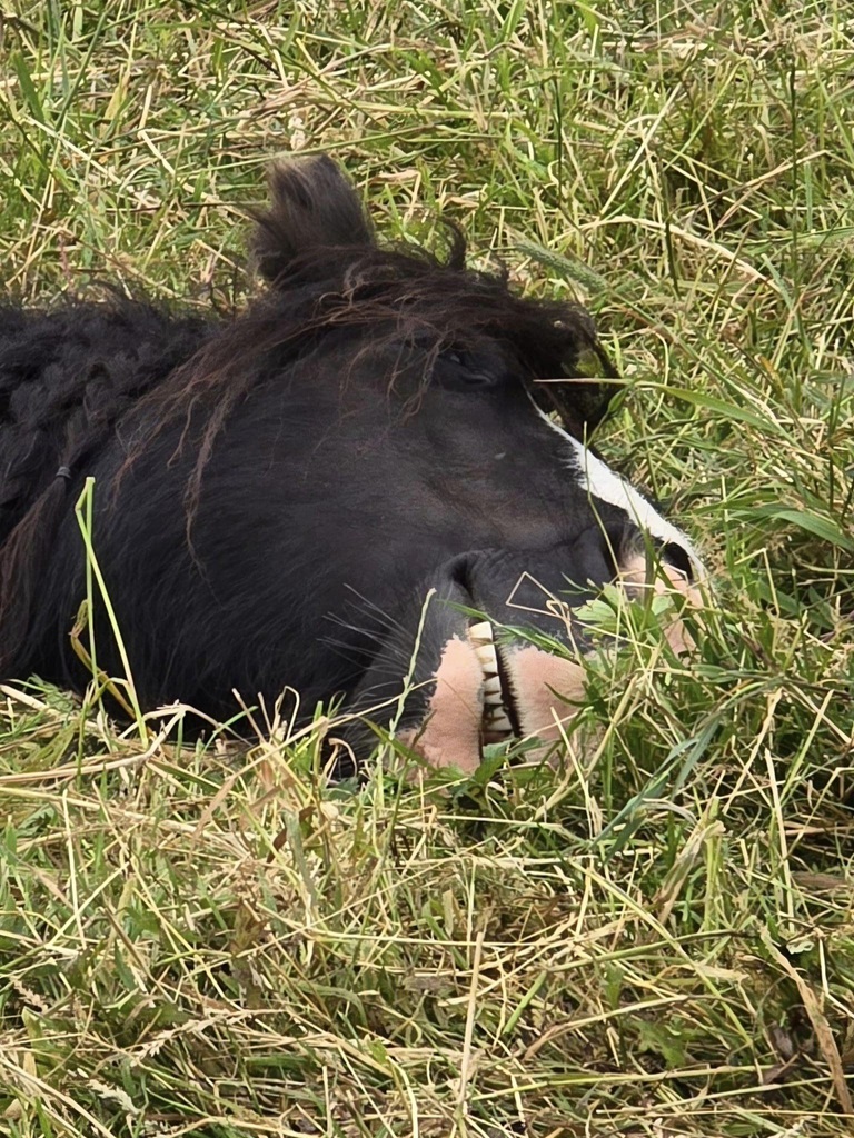 headshot of a black cob sleeping in a field