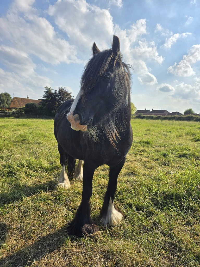 black cob with a white nose stood in a field looking at the camera