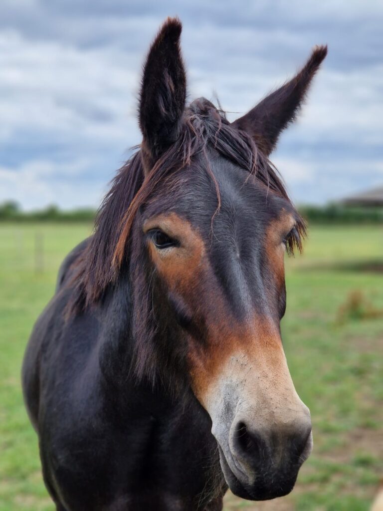 Headshot of a brown mule looking at the camera
