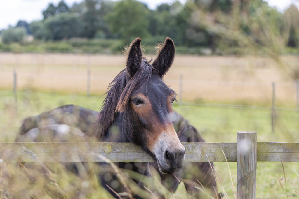 A brown mule with his head over the fence