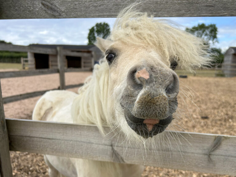 palomino shetland pony sticking his nose through the fence