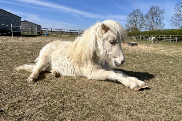 Palomino shetland pony lying down in a field