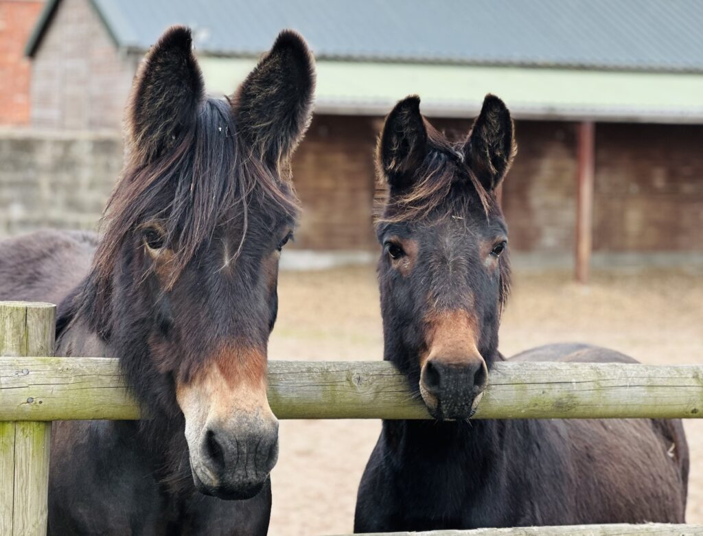 Two brown mules stood with their heads over the fence