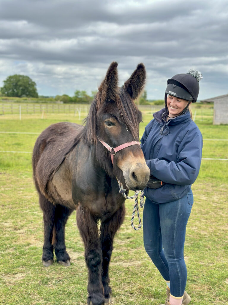 Member of staff stood next to a brown mule wearing a pink headcollar