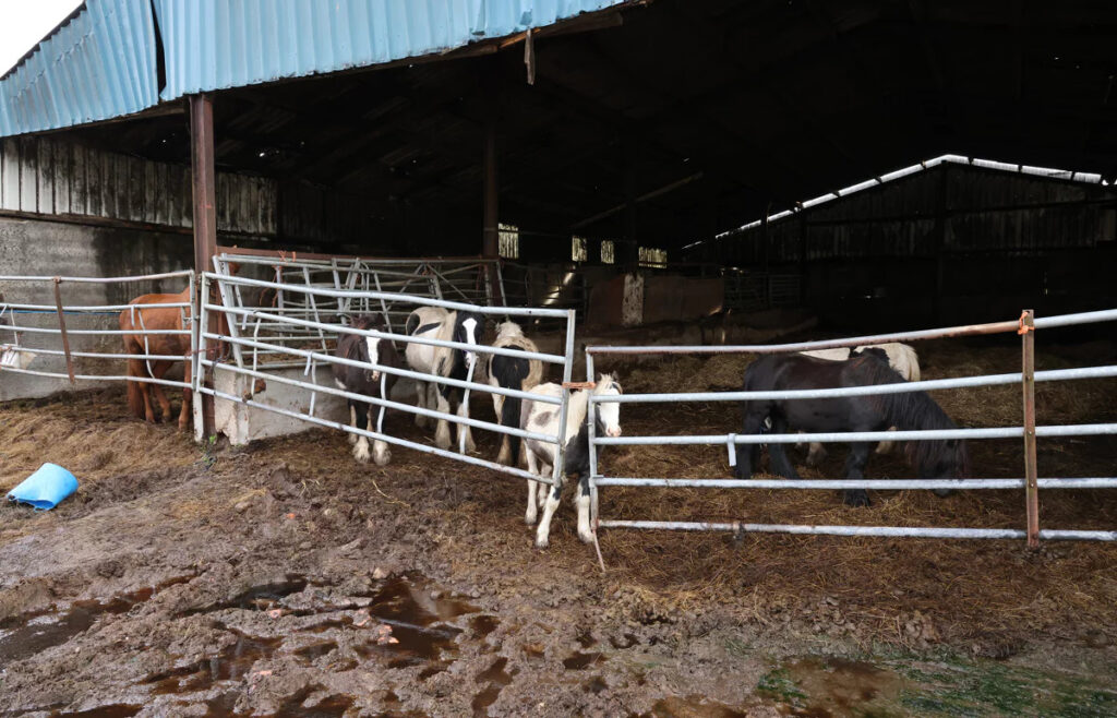 a group of neglected ponies stood in a poor stable environment