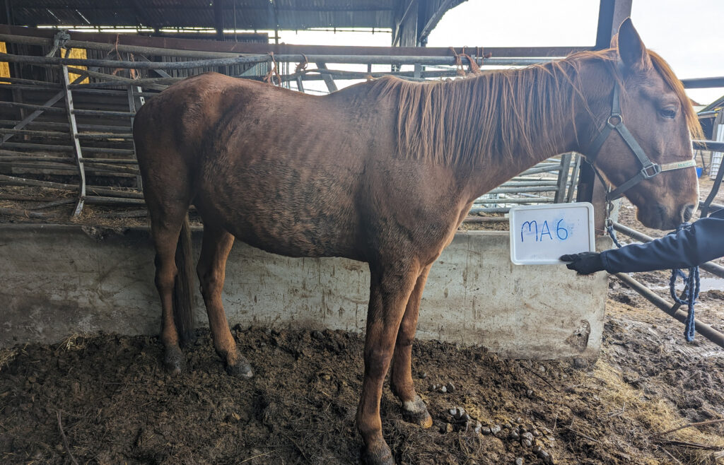 a neglected chestnut horse stood with a sign showing the case number