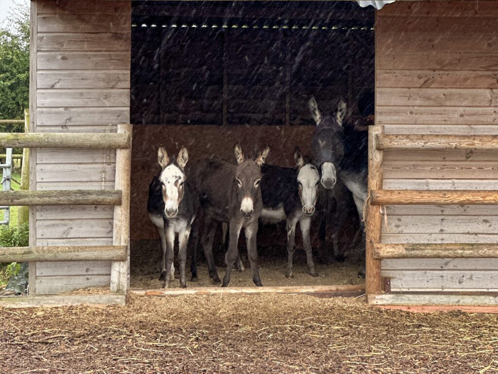 four donkeys stood in a shelter hiding from the rain