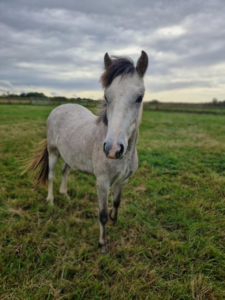 Grey pony stood in a field looking at the camera