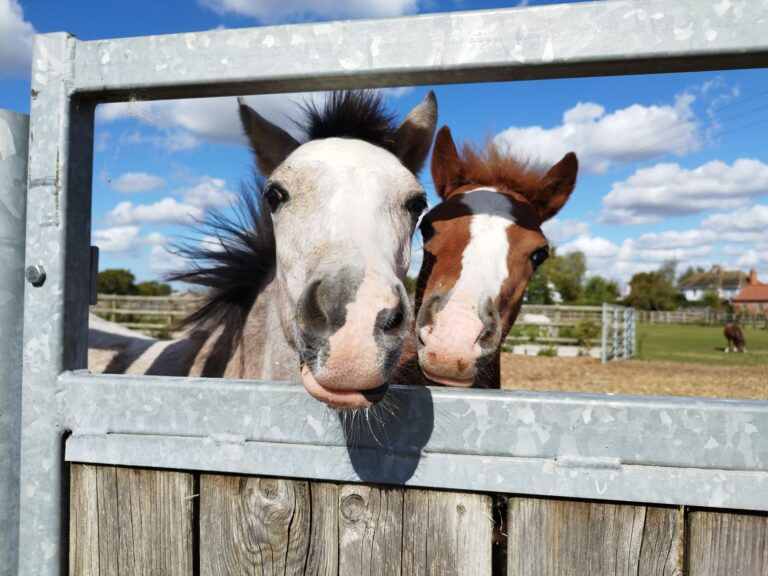 L-R: Cobalt, Rusty