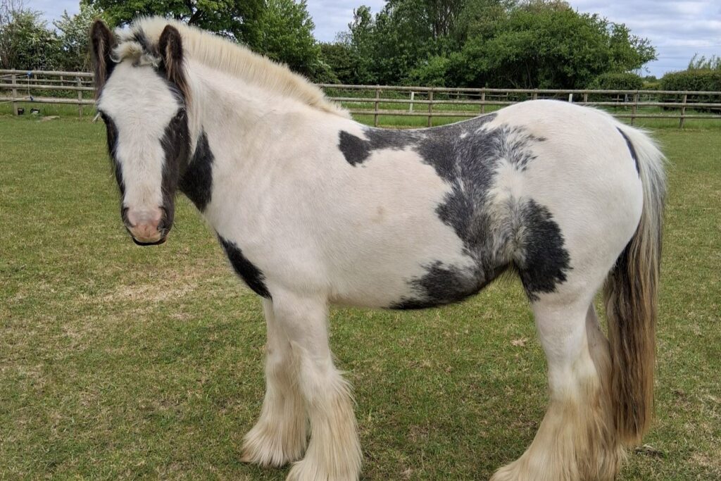 Black and white cob stood in a field looking at the camera